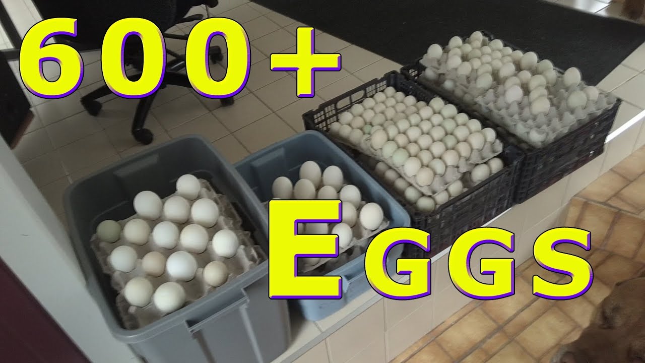 600+ Duck Eggs Food Bank Donation Mar 27, 2018 YouTube