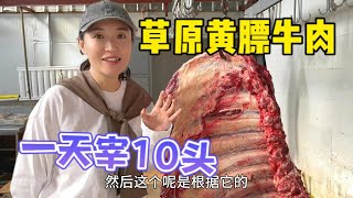 【MuMu】198 What does the authentic beef look like in the grassland, the slaughtering process