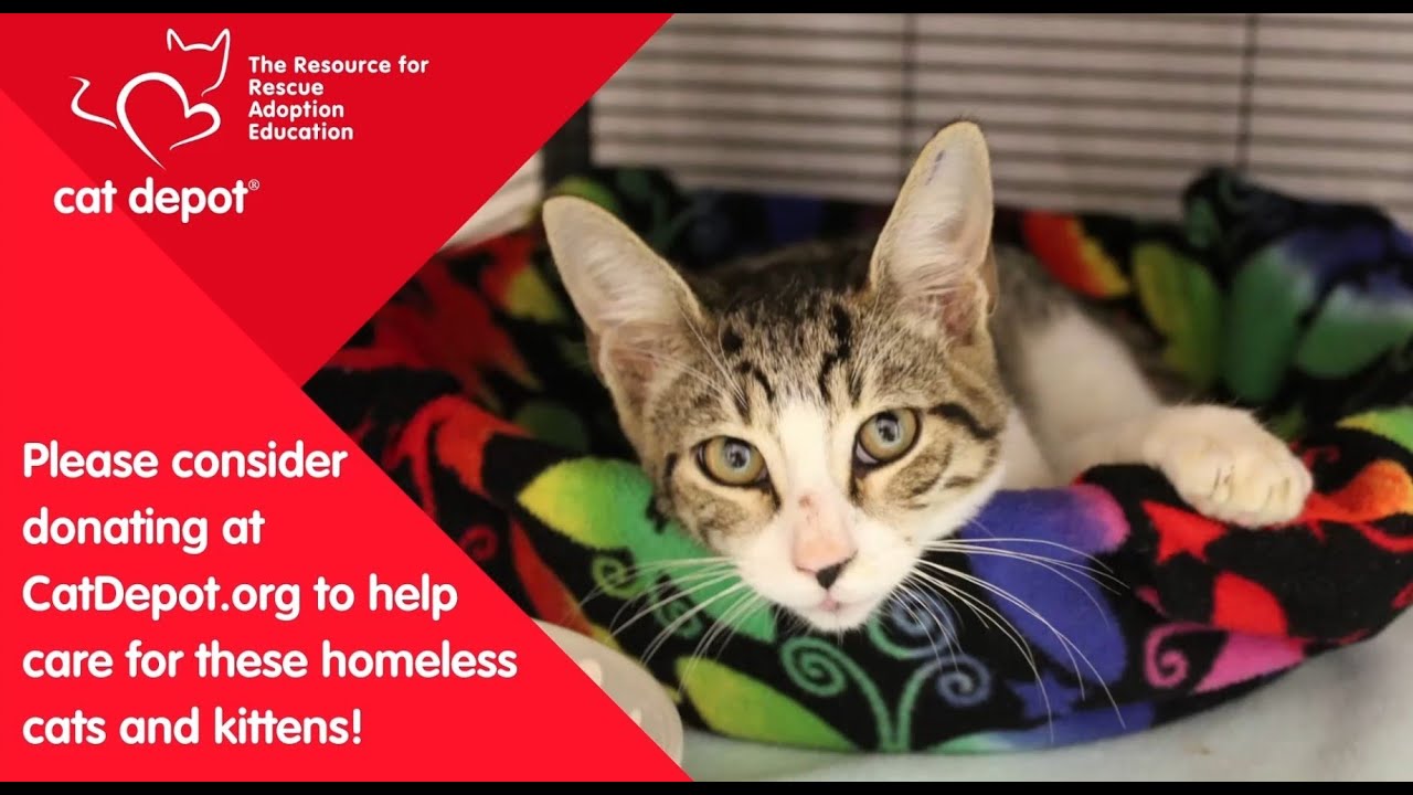 Cat Depot Takes in Hurricane Ida Cats and Kittens! YouTube