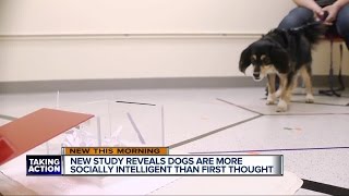 New study reveals dogs are more socially intelligent than first thought Update