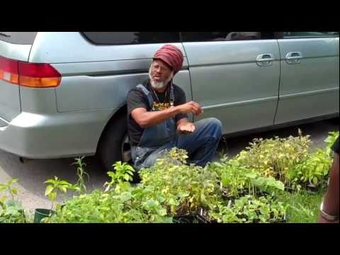 Maurice Small "Urban Gardening Guru" in Youngstown 2