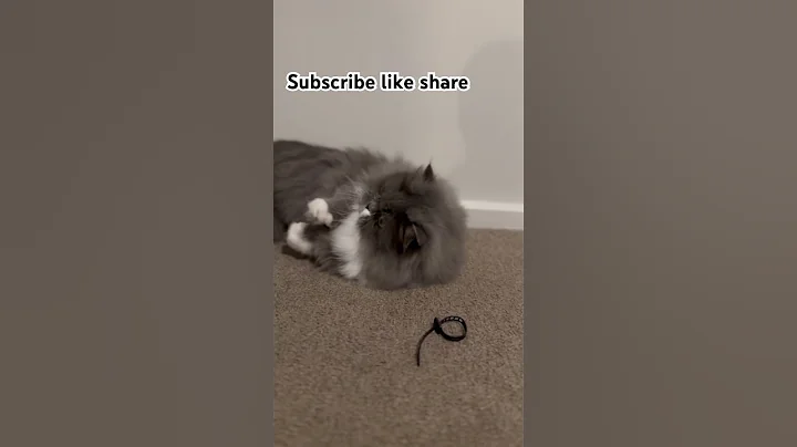 Watch the video about #love #cute #music #automobile #munchkin #catlover #munchkincat #kitten #catt #funnycat#pets #animal