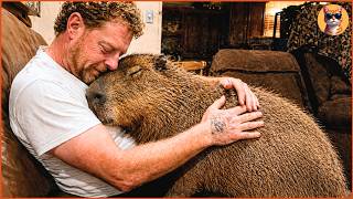 The 100lb Capybara Who Lived in a Dog Kennel... Until He Was Adopted by a Family of Cats