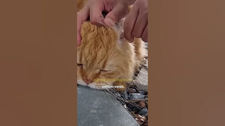 How to clean your Cat's Ears🐱🐈😸🧴  #catvideos #cat #catshorts #catears #catcare