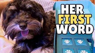 My Puppy's First Word Using Talking Buttons