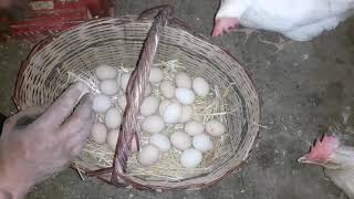 How to make nesting box for free | Don't use wood or? Profile