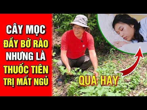 Loại Cây Mọc Đầy Bờ Rào, Nhưng Là Liều Thuốc Tiên Giúp Trị Mất Ngủ
