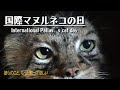 国際マヌルネコの日2021－International Pallas’s cat day　（埼玉県こども動物自然公園　公式/SaitamaChildrensZoo official ）