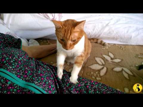 cats inn Cats Kneading