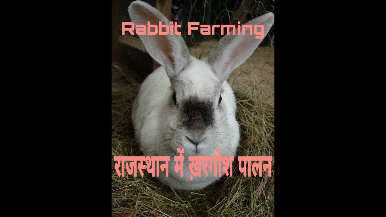 Best rabbit farming companies in Rajasthan, india,mp, Haryana, Gujarat