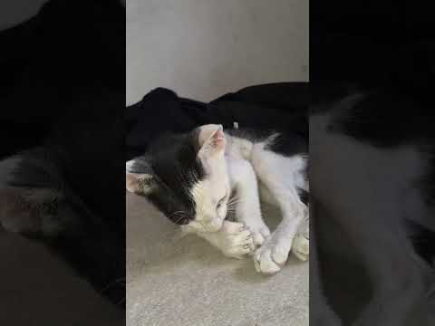 peting the pet so the pet feels petted