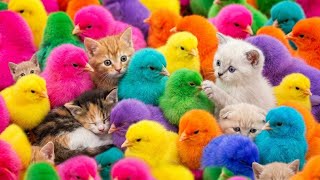 Tangkap Ayam Lucu, ayam warna warni, ayam rainbow, kelinci lucu, bebek lucu, ikan koi, Hewan Lucu