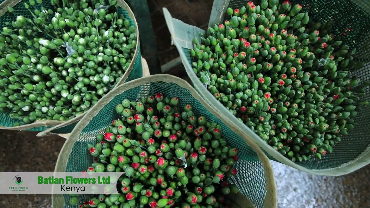Our Finest Flower Farm | Batian Flowers in Kenya | Black Tulip Group