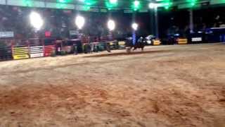 Juliana Theodoro - Final Country Bulls 2014
