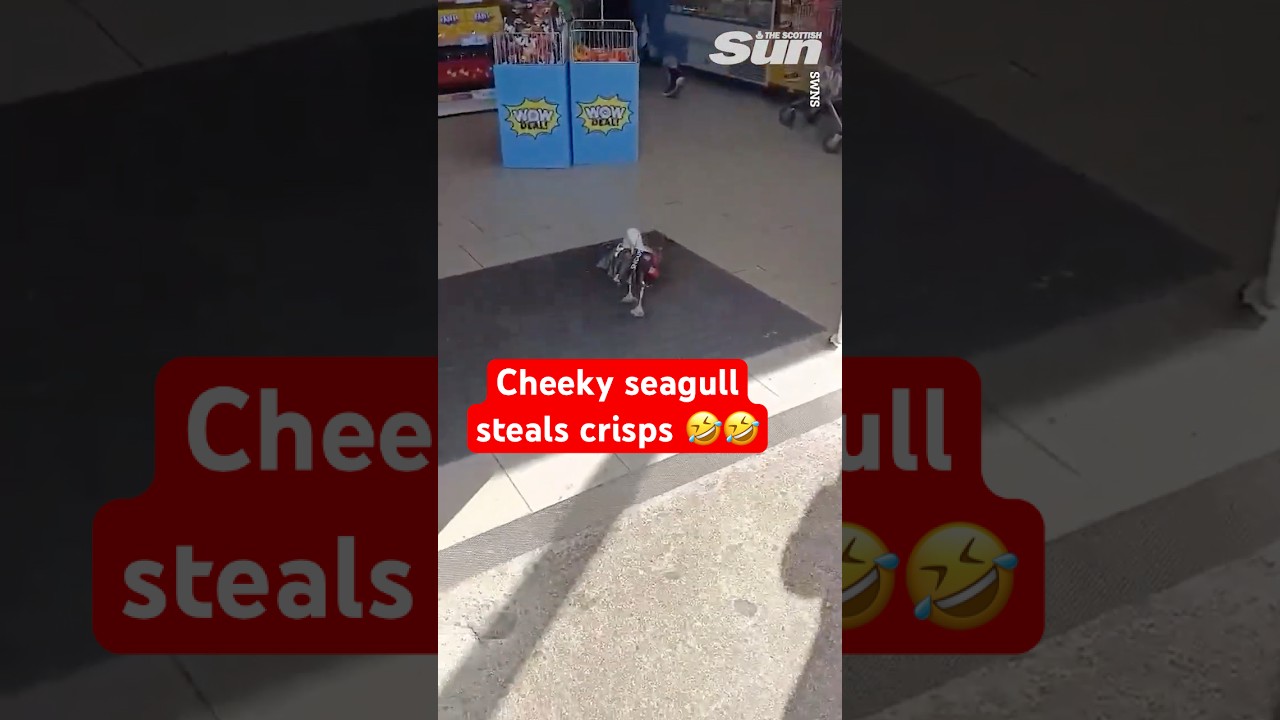 Cheeky seagull steals a packet of crisps from INSIDE supermarket