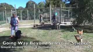 Alpha Dog Training Australia   4 Day Fast Track Course