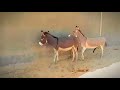 Donkey Mating Feedshorts Donkey Animals Mating Shortsfeed Shorts 