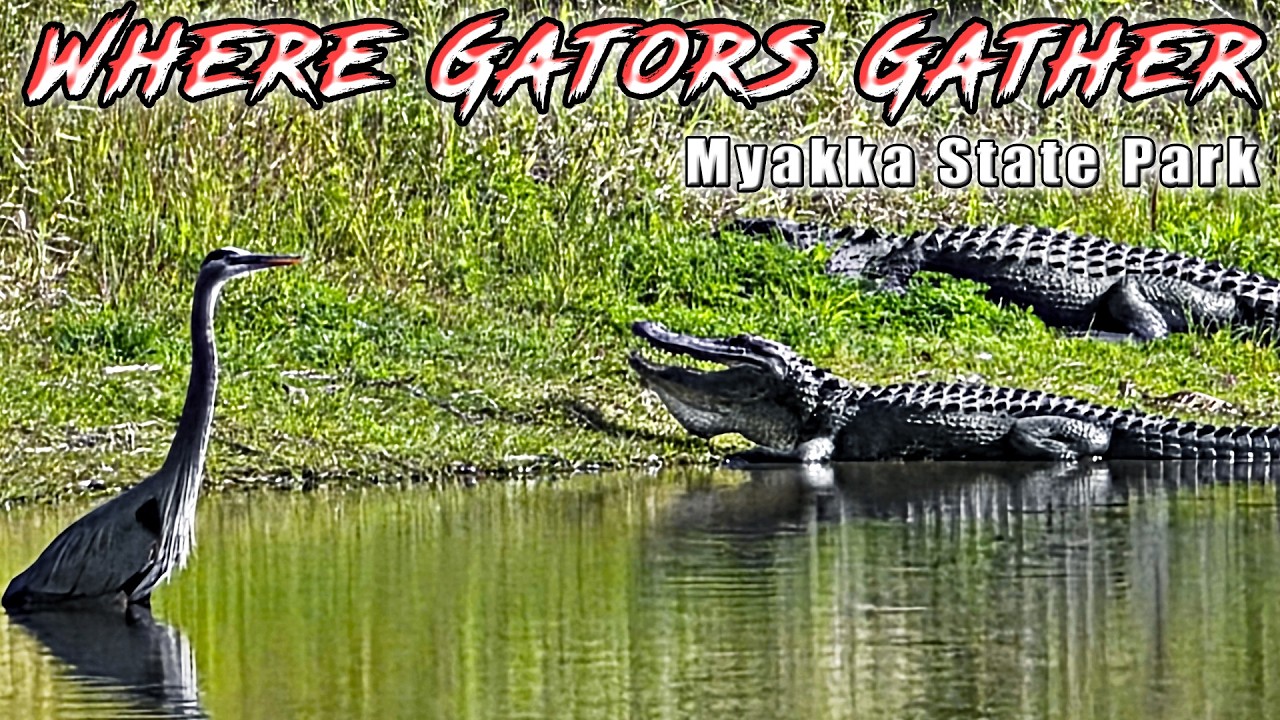 We Hiked Florida’s Most Restricted Gator Trail