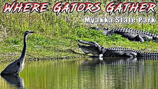 We Hiked Florida’s Most Restricted Gator Trail