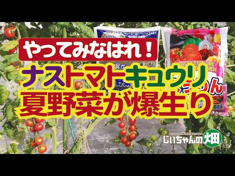 「②野菜王子※説明文必読」 To encourage the explosive growth of summer vegetables, add