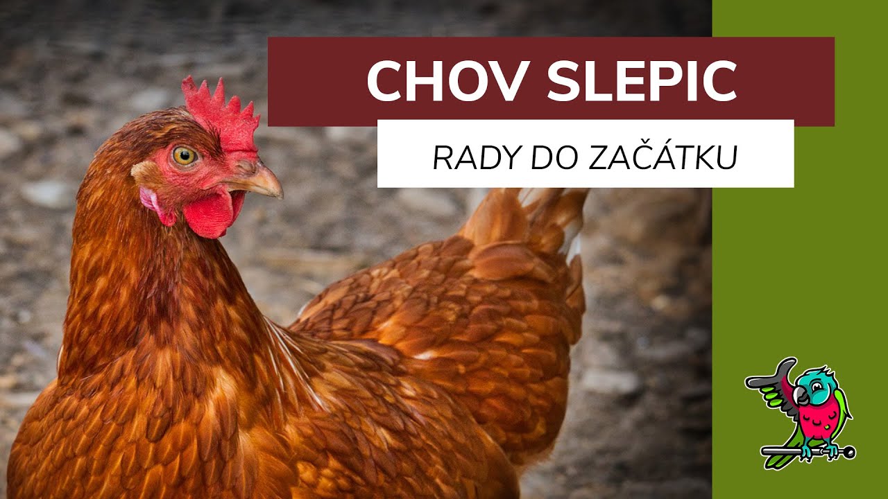 Jak začít s domácím chovem slepic