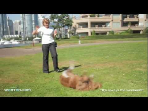dog-training-in-vancouver---wonton