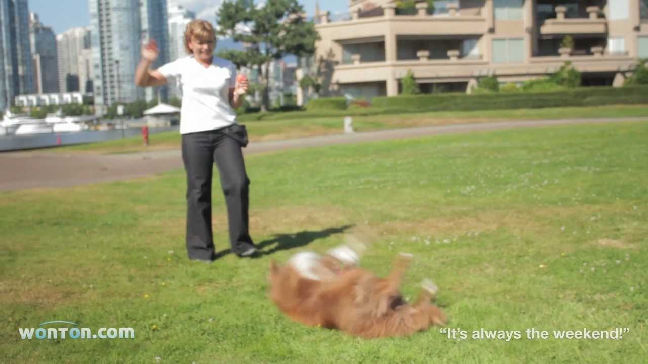 Dog Training in Vancouver - Wonton