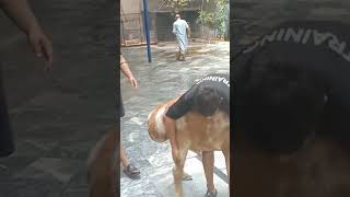 Bakra Ki Qurbani ytshorts  viral   Shorts Bakra  Angry Goat Qurbani 2023  Bakra Eid 2023