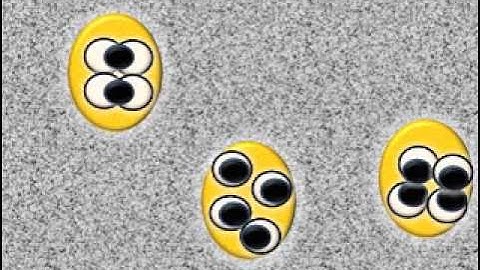 budding yeast (Saccharomyces cerevisiae) meiosis .wmv