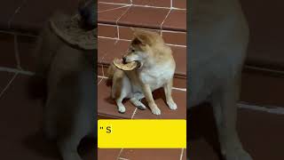 “Cún Shinba: ban đêm không ngủ, chỉ lo gặm dừa 😅🐶” #vuonxanhbepvui #shortsvideo #pets #shibainu