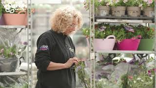 Kwekerij Wouters Korte Impressie Van De Cash Carry