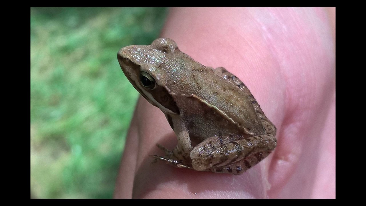 [Wikipedia] Greek stream frog