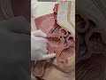 Esfínteres de la pelvis / Anatomía con el Dr. José Campos Penn 