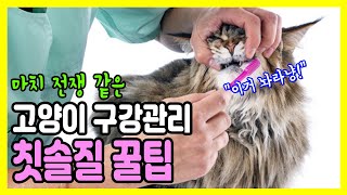 How to easily brush your cat's teeth. Some tips on cat oral care