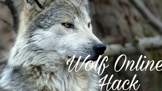 Wolf Online Hack on Grade  -881 to  -81  By  ❤ЗаЙкА❤