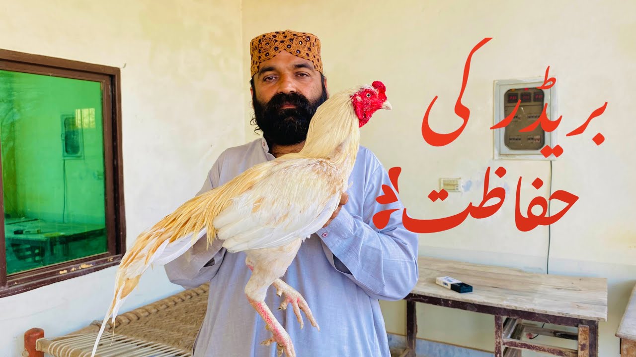 Aseel Breeder Ki Hifazat Aur In Ki  Khorak