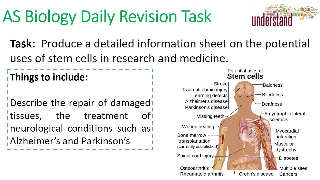 AS Biology Daily Revision Task 60 The Use of Stem Cells YouTube