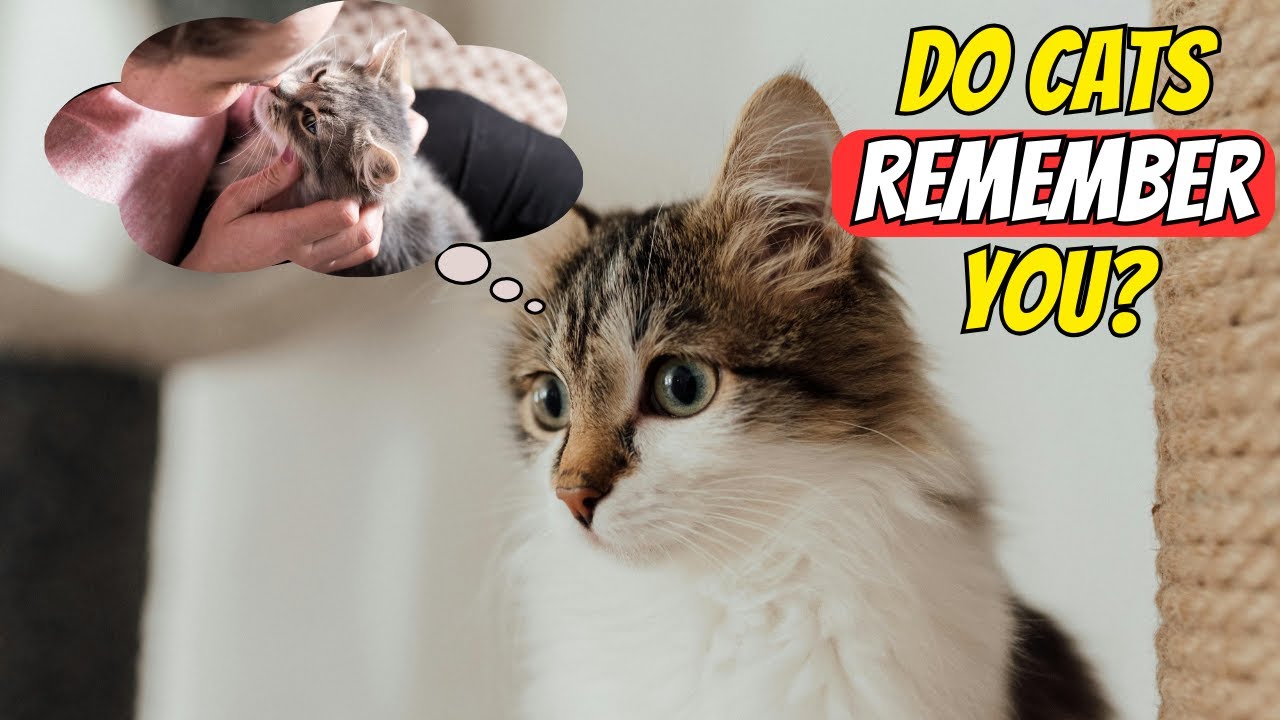 Do Cats Remember Previous Owners? 🐱