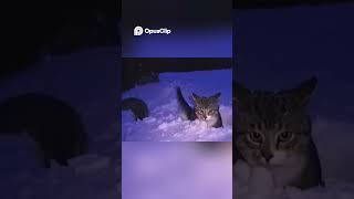 🐈 Kitty cats exploring the snow outside in 2003 🐱#cat #cats #catvideos #catshorts #catlife #catvideo