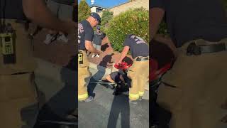 Firefighters Reunite Ducklings With Mother After Tricky Storm Drain Rescue