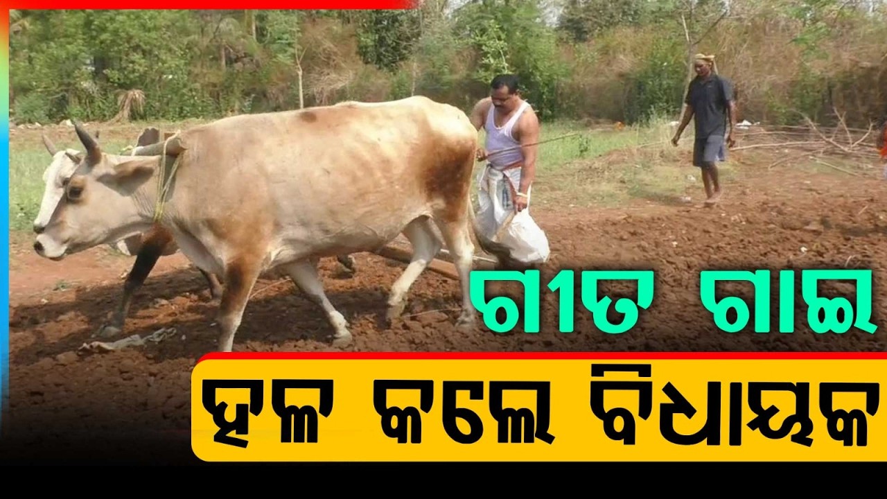 ଗୀତ ଗାଇ ଗାଇ ବିଧାୟକଙ୍କ ହଳ | MLA Laxman Bag Performs Akhi Muthi Ritual on Akshaya Tritiya | Argus News