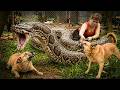 72 Hours On High Alert: Giant Python Invades Farm Attacks The Dog – One Wrong Move Ends Everything!