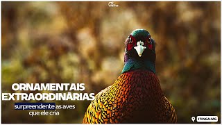 RAÇAS EXTRAORDINÁRIAS: fique de queixo caído com as aves ORNAMENTAIS desse criatório