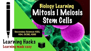 Mitosis and Meiosis stages Cell Cycle Biology Secondary Free Science