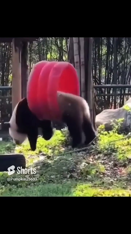 Why Pandas are the most DANGEROUS type of bear - YouTube