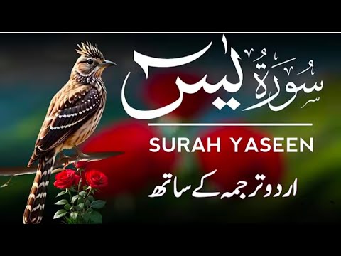 सूरह यासीन { Yaseen } सुन लो दिल को सुकून मिलेगा | कारोबार में तरक्की होगी- Full Yasin HD TV Qur'an 