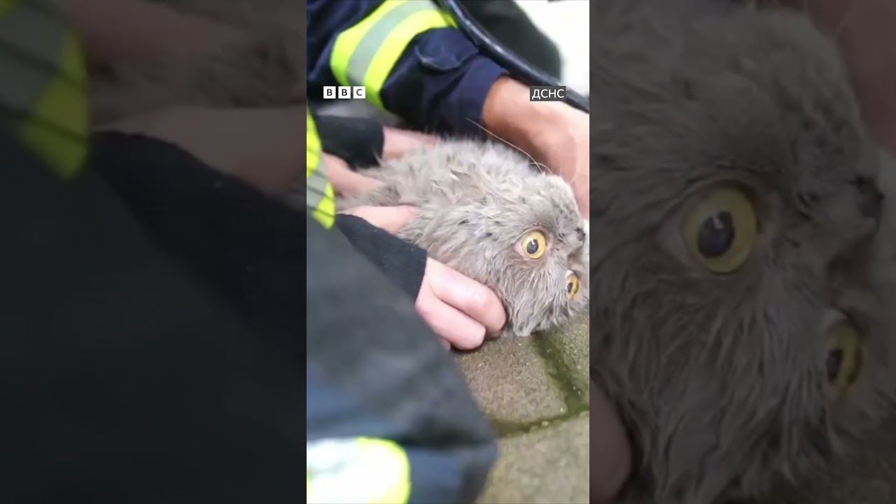 Порятунок Сірка. У Сумах рятувальники витягли кота з пожежі 