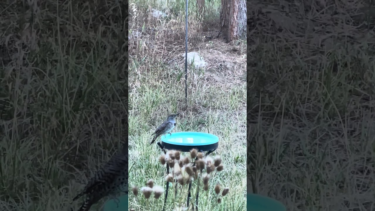 Bird at the birdbath 