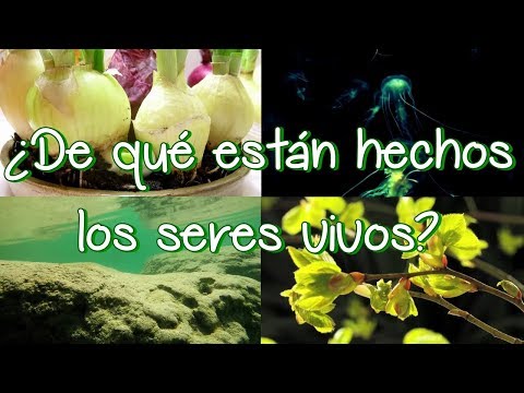 Video: ¿De qué están hechos los seres vivos?