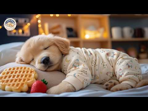 Calming Sounds for Anti-Anxiety 🐩 Dog Relaxation Music 🎼 Gentle Melodies to Help with Rest